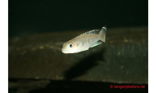 Neolamprologus hecqui